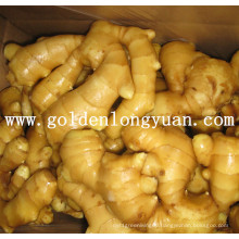 Fresh Ginger All Year Around